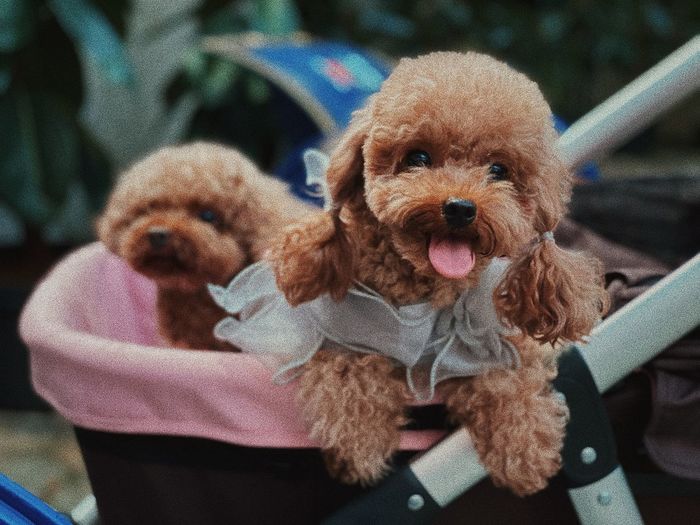 Close-up of a dog