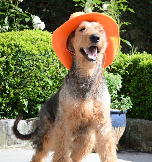 Airedale terrier wearing hat outdoors