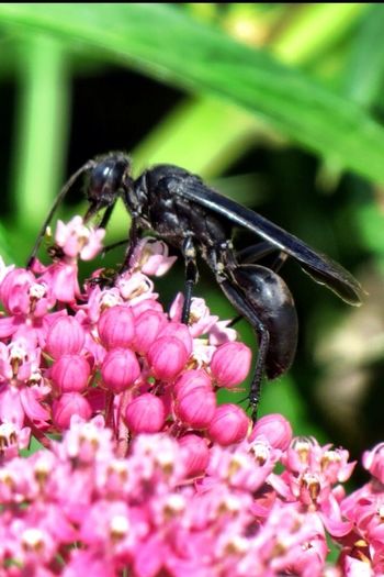 Close-up of bee pollinating on pink flower