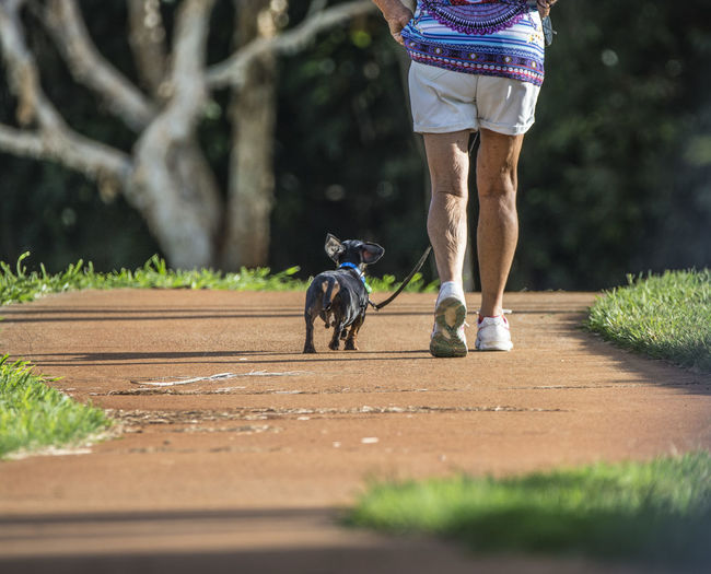 Three quarter length of a senior woman walking her dog