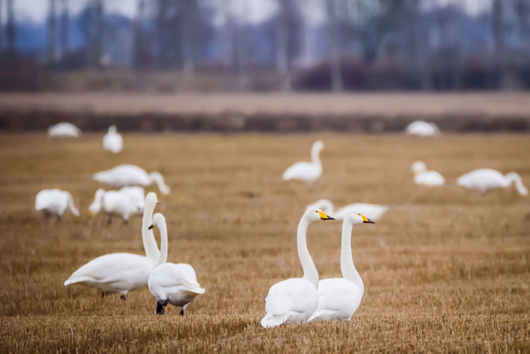 White swans on field