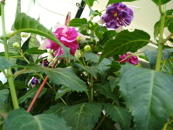 Close-up of pink flowering plant