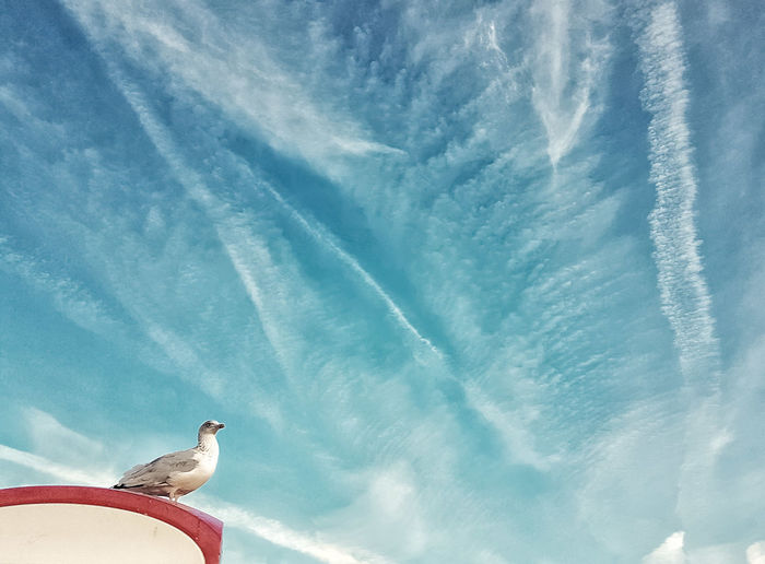 Low angle view of seagull against sky