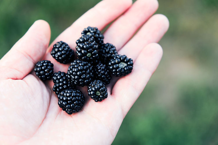 Mulberries in the hand