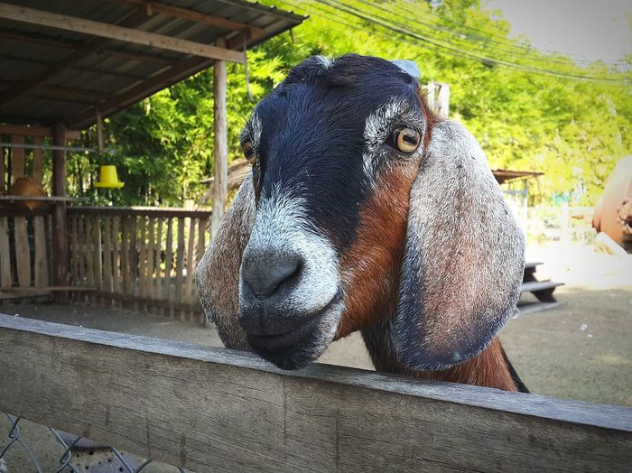 Close-up of domestic animal behind fence