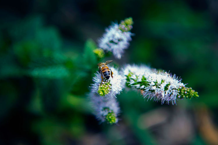 Close-up of bee on white flowers