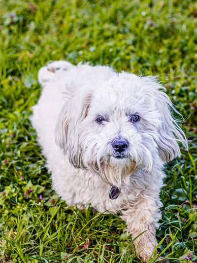 Portrait of white dog on field