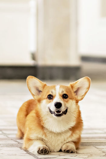 Close-up portrait of corgi dog