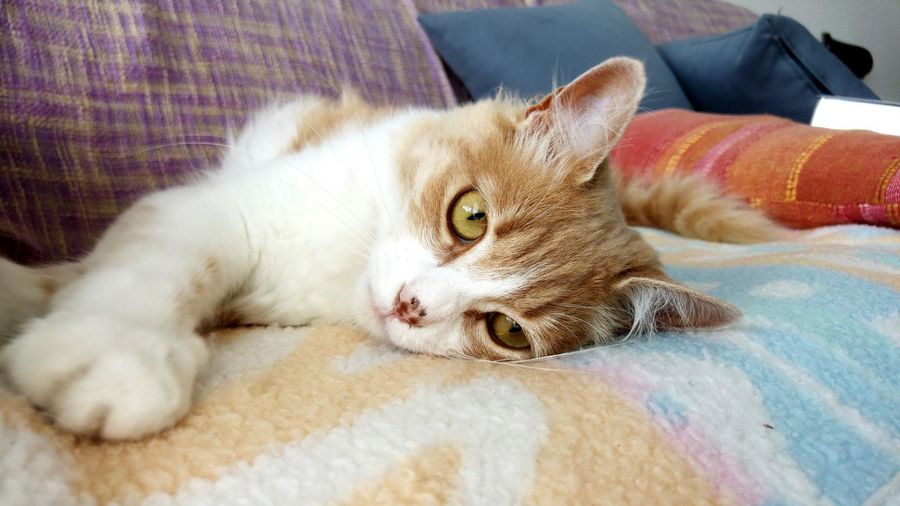 Close-up portrait of cat relaxing on sofa at home
