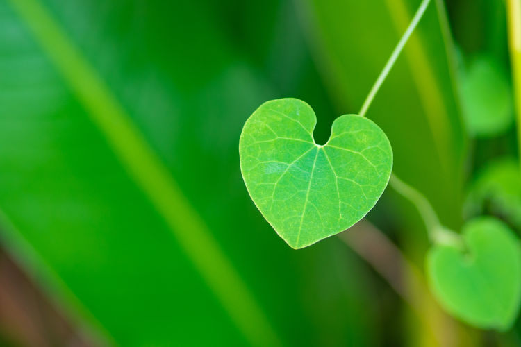 Close-up of green leaf heart shaped. valentine's day concept.