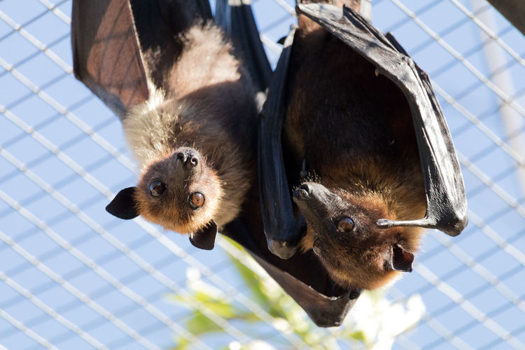 Portrait of fruit bat