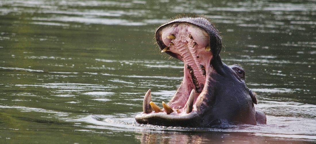 Hippopotamus in zambezi river