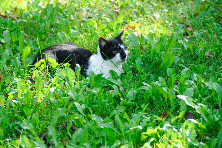 Cat lying on grassy field