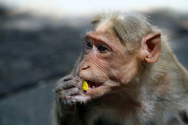 Close-up of rhesus macaque feeding