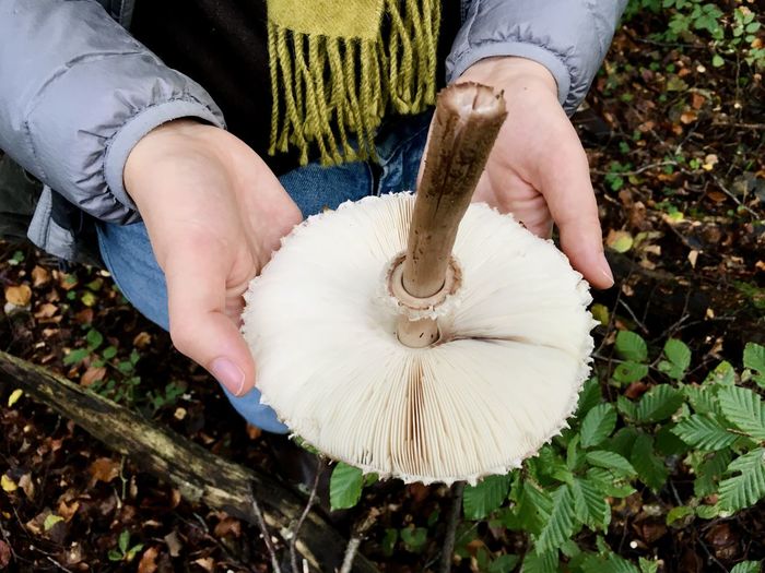 High angle view of hand holding mushroom
