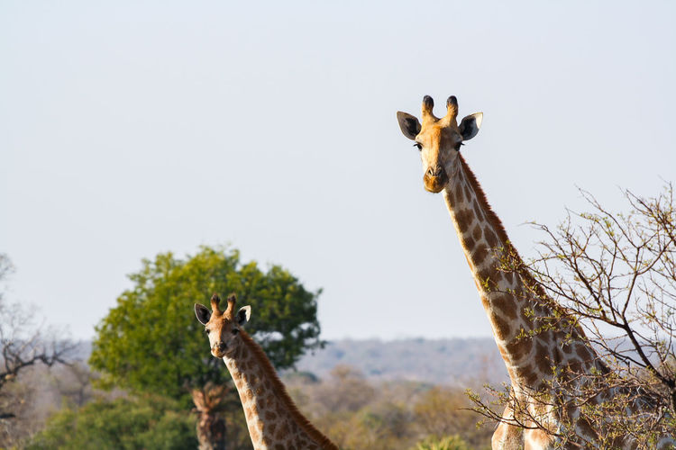 South african giraffe 