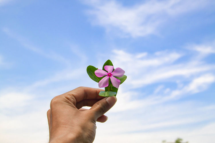 Midsection of person holding pink flowering plant against sky