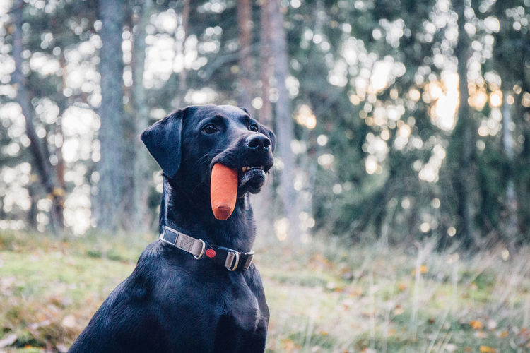 Black dog looking away and carrying a dummy