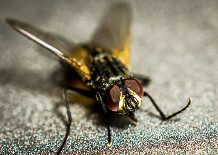 Extreme close-up of housefly