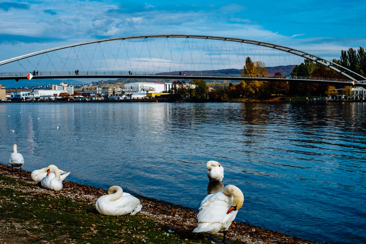 View of birds in city at waterfront