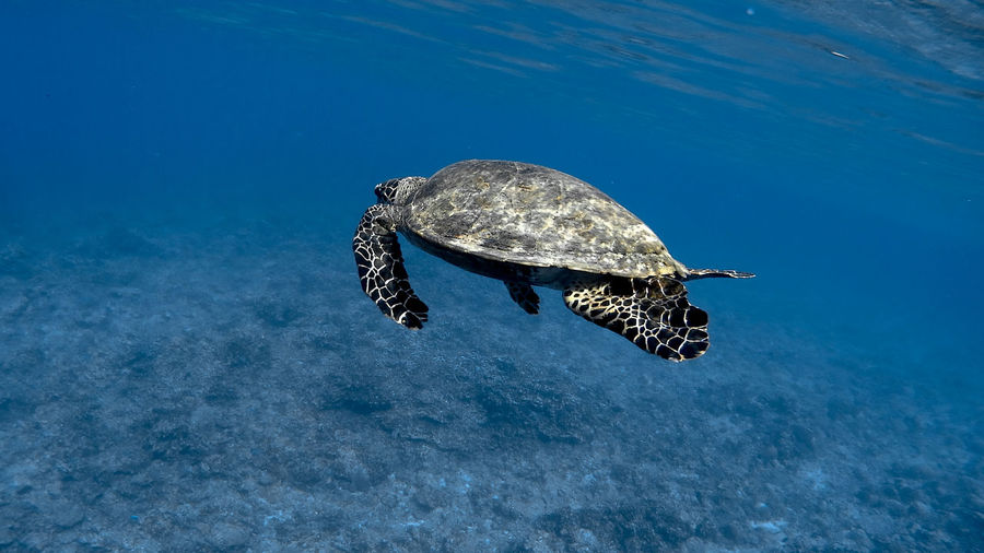 Hawksbill sea turtle at apo reef coral garden