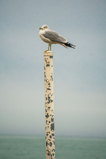 Seagull perching on wooden post by sea against clear sky