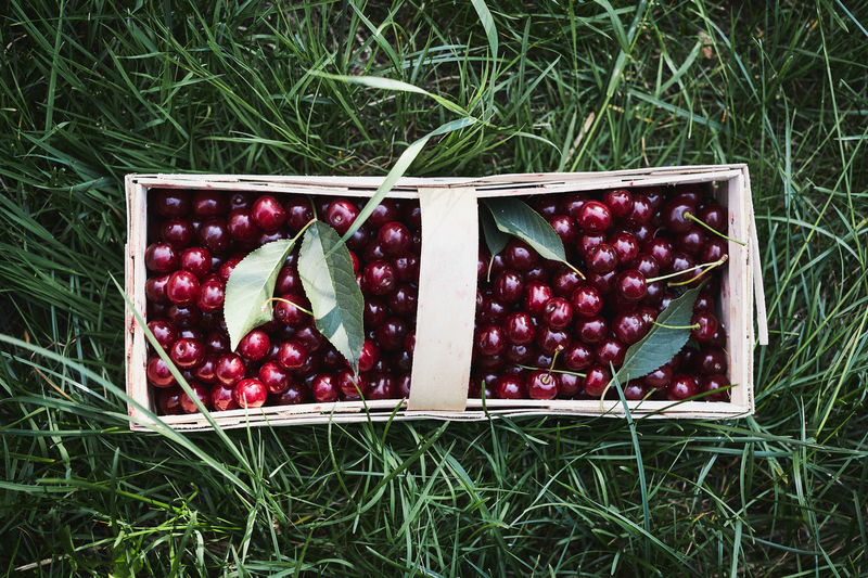Ripe cherries in wooden basket on grass. container full of fruits. view from above with copyspace