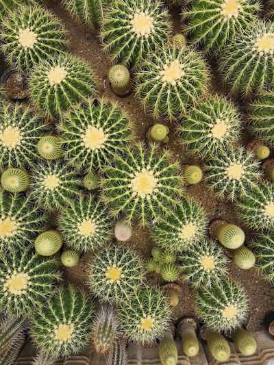 Full frame shot of cactus plant