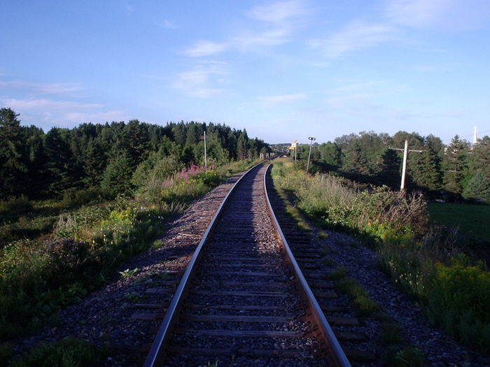 Railroad tracks amidst trees against sky