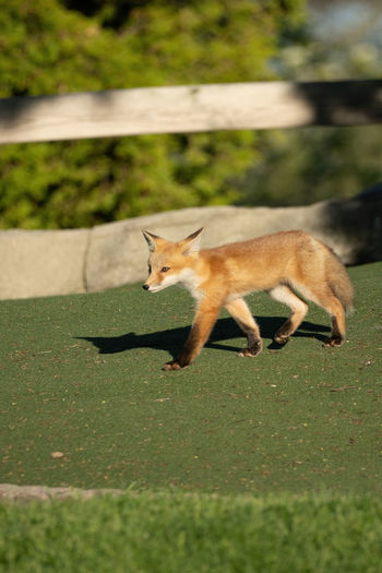 Side view of a red fox kit walking