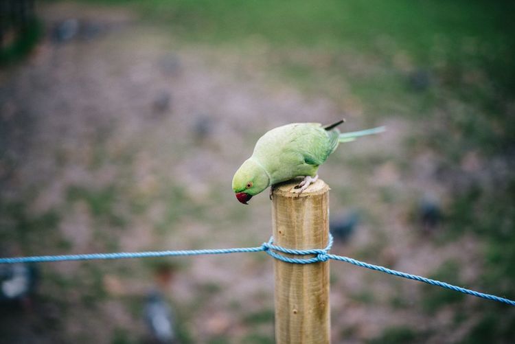 Parrot perching on wooden post