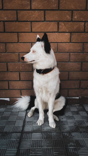 Dog looking away while sitting on floor against brick wall