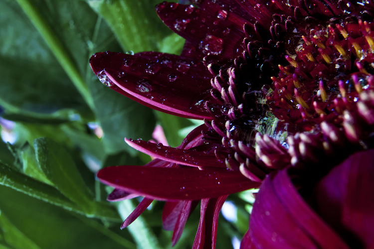 Close-up of raindrops on purple flowering plant
