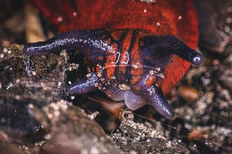 Close-up of slug on sand