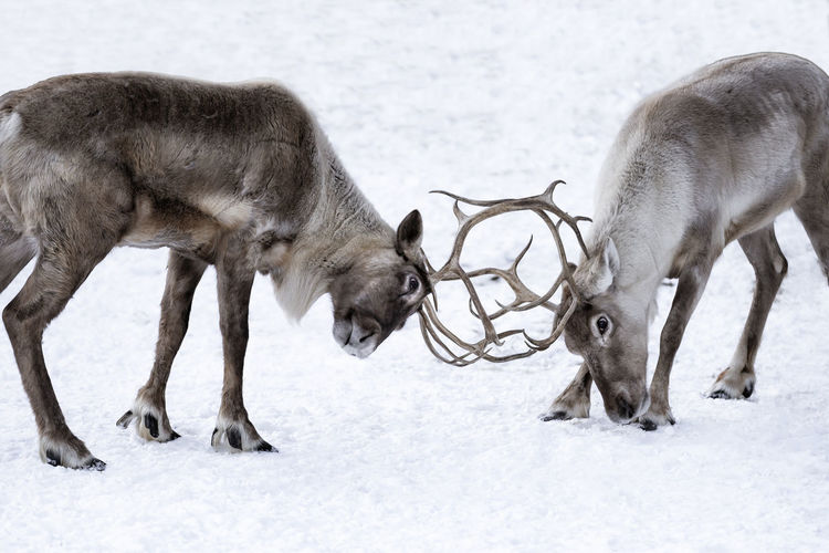 Deer fighting on snow
