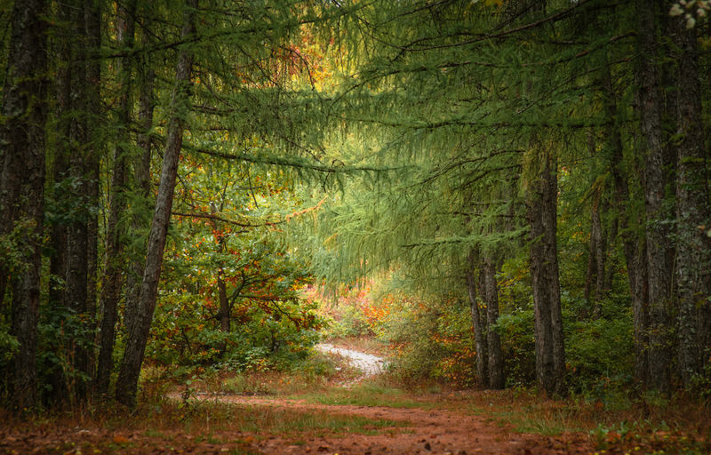 Trees in forest during autumn