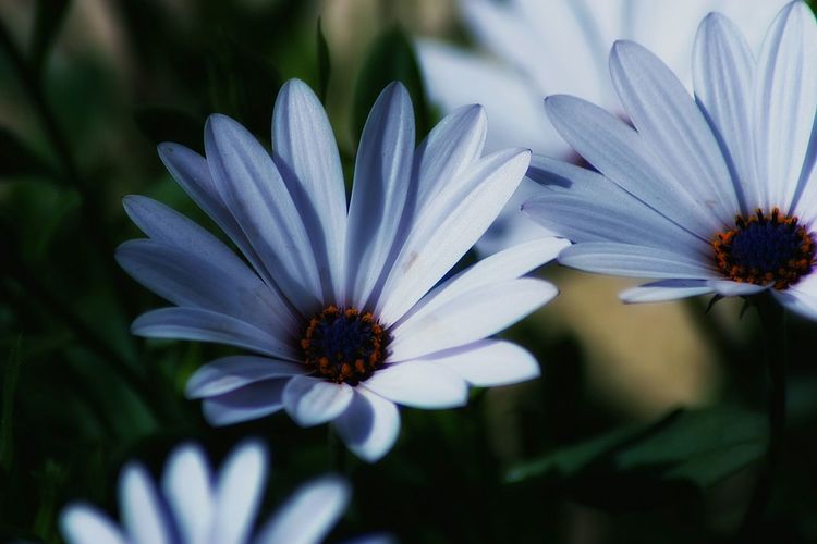 Close-up of daisies blooming outdoors