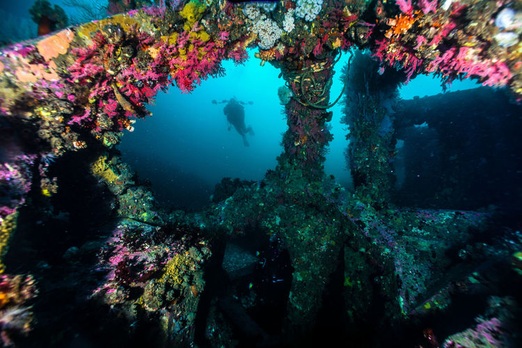 Multi colored corals grew on concrete blocks underwater