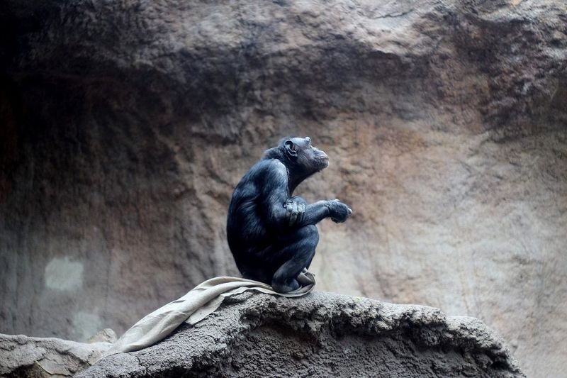 Close-up of black monkey sitting on rock