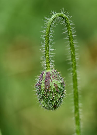 Close-up of plant