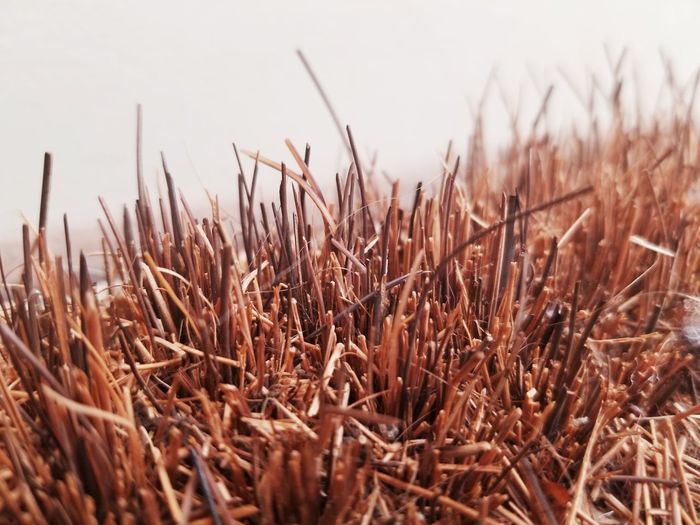 Close-up of plants on field against sky