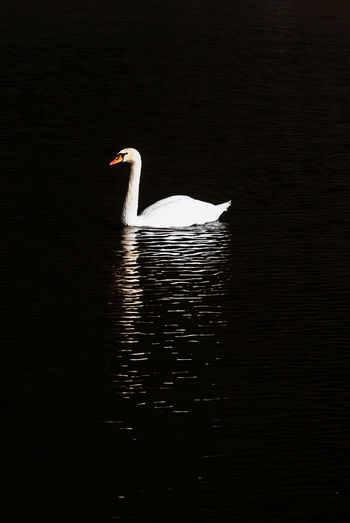 Swan swimming in lake