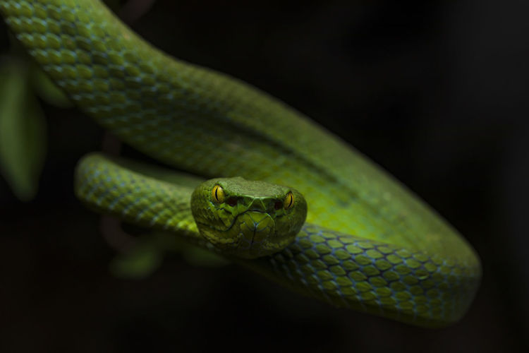 Popeia fucata: viper snake from malaysia