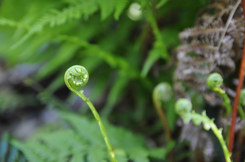 Close-up of water drops on fern