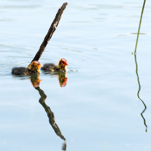 Young coots swimming in lake