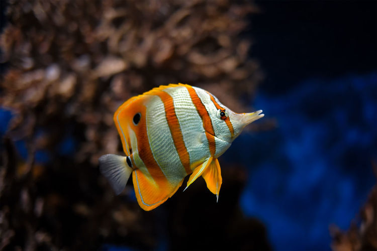 Copperband butterflyfish chelmon rostratus