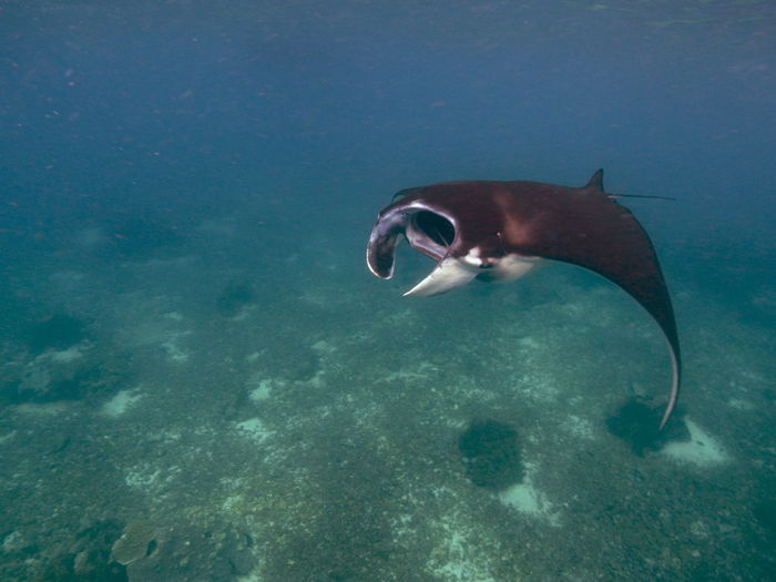Reef manta ray-manta alfredi-riffmanta in the waters around komodo island- mantapoint 