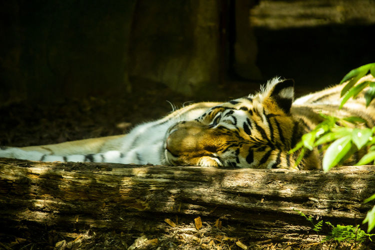 Cat resting in a zoo