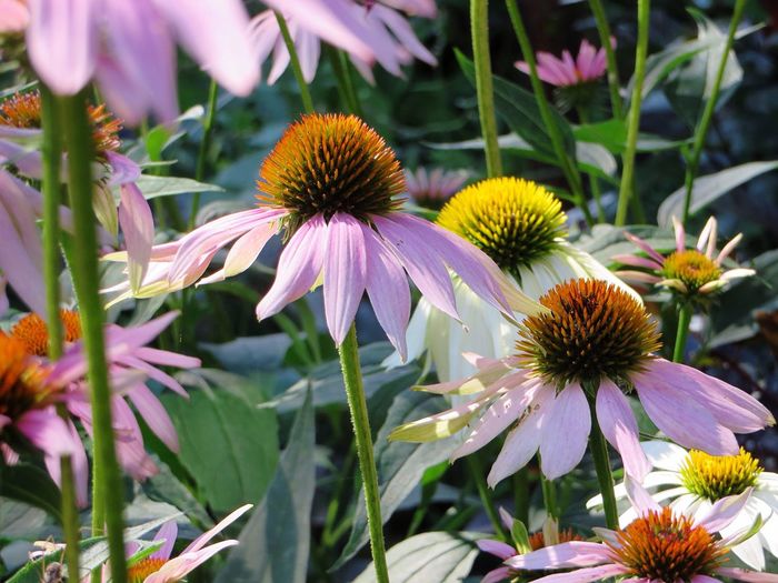 Close-up of eastern purple coneflowers blooming outdoors