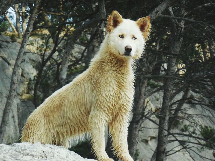 Wet wolfdog relaxing on rock formation